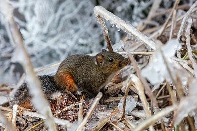 《切尔诺贝利人》第二季更新“红树林” 新增Roguelite模式